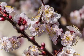 White plum blossoms in the farmyard	
