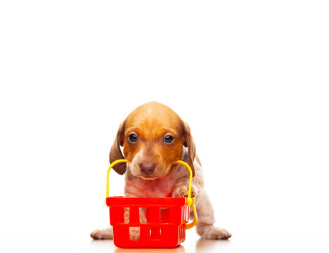 image of dog basket white background 