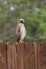Hawk sitting on fence hunting for prey on a rainy day