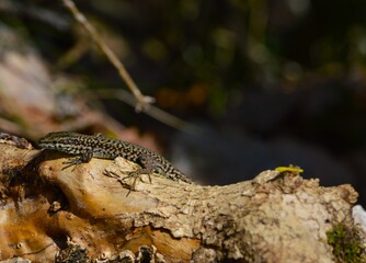 lizar on branch
