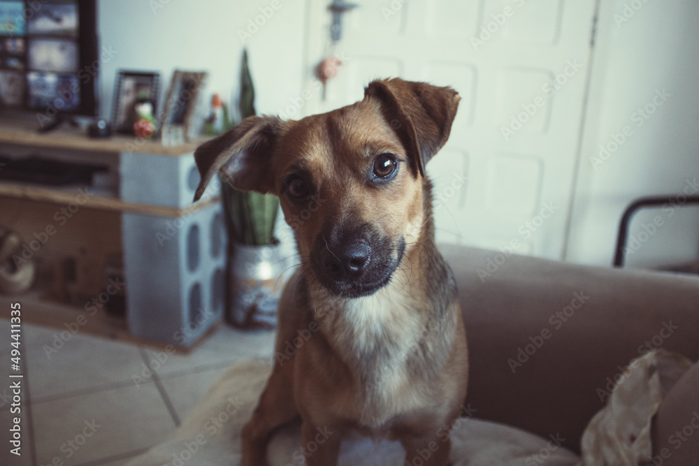 Poster Beautiful portrait of an Austrian pinscher dog friendly looking to a camera