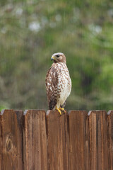 Hawk sitting on fence hunting for prey on a rainy day