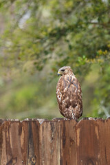 Hawk sitting on fence hunting for prey