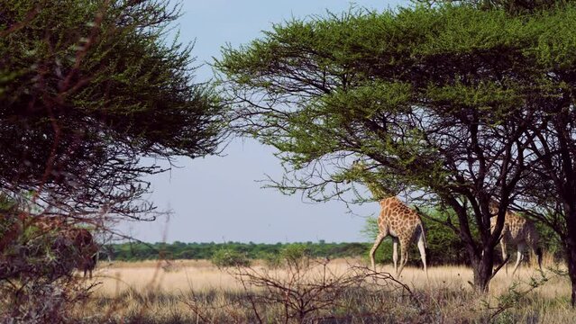 Giraffe Couple Walking Behind Trees At Daylight In Central Kalahari Game Reserve, Botswana, South Africa. - Medium Shot, Slow Motion