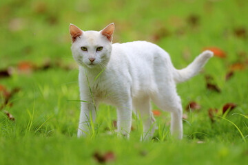 wild animal white Stray cats