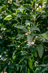 Naranjo en flor, hojas verdes y flor blanca