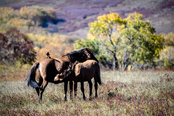 The bird and two horses had a good time on the grass