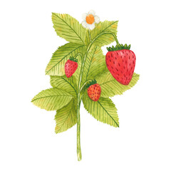 Hand drawn watercolor strawberry branch isolated on white background. Fresh summer berries with leaves and flower for print, card, sticker, textile design, product packaging
