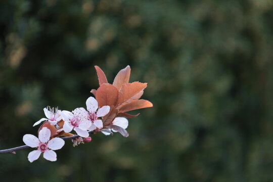 Bonn Germany March 2022 branch of flowering ornamental cherry tree against green background in natural daylight