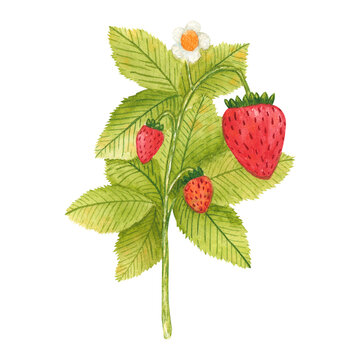 Hand drawn watercolor strawberry branch isolated on white background. Fresh summer berries with leaves and flower for print, card, sticker, textile design, product packaging