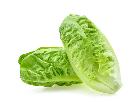 fresh baby cos (lettuce) on white background