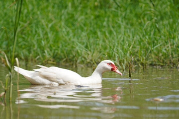 white muscovy duck in natural swamps, Open or organic duck farming ideas, group of ducks in the countryside
