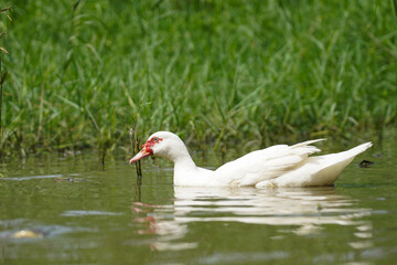 white muscovy duck in natural swamps, Open or organic duck farming ideas, group of ducks in the countryside