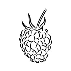 Vector isolated raspberry berries branch contour line drawing. Colorless black and white two raspberry berry colorling page