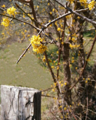Young and yellow blossoms growing on a branch with a piece of an old wooden fence