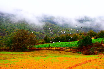 Fototapeta premium Flying pigeons and green field green forest in a foggy day