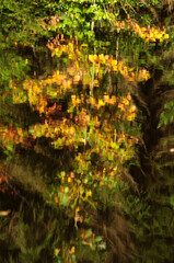 Spiegelung in Waldsee