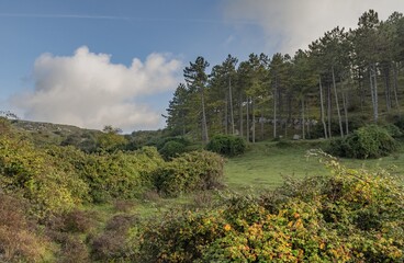 Bosco di abeti