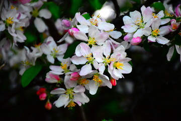 rosehip bloom, white flowers