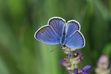 Reverdin's blue butterfly (Plebejus argyrognomon) sitgting on the grass blade
