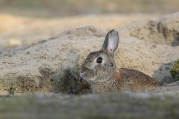 European rabbit in the nature habitat. Oryctolagus cuniculus. Wildlife scene from nature. Portrait of a European rabbit.