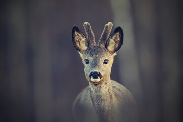 Close up portrait of a young roebuck. Capreolus capreolus. Wildlife scene from spring nature.