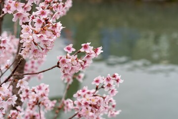 川辺の桜
