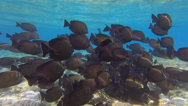 A mixed school of Sailfin Tang swimming and feeds on top of coral reef in shallow water in sunlights. Underwater life in the ocean. (4K-60fps)