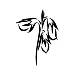 Lentil vegetable graphic black white isolated sketch set illustration vector