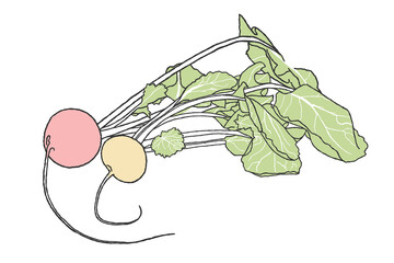 Two radishes, red and yellow, with green tops