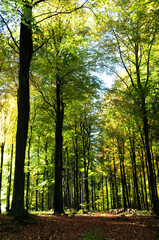Buchenwald im Nationalpark Hunsrück-Hochwald