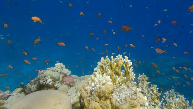 Colorful tropical fish swimming on beautiful coral reef in the blue water background. Arabian Chromis (Chromis flavaxilla) and Lyretail Anthias (Pseudanthias squamipinnis). 4K-60fps