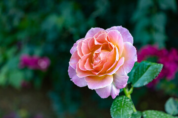 Detail of a pink rose flower. a bicolor rose. 