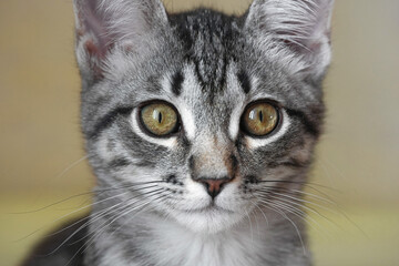 A small, gray kitten with amber eyes, looks straight into the frame. Close-up, macro, selective focus..