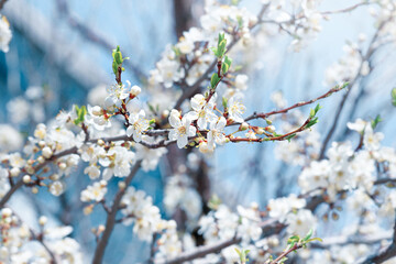 blooming tree branch in early spring on blurred sky background, spring time wallpaper