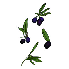 Isolated illustration of olive, olive leaves. Olives as a logo, blank for designers, print, emblem