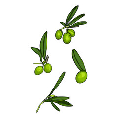 Isolated illustration of olive, olive leaves. Olives as a logo, blank for designers, print, emblem
