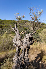 a very old olive tree in a very hot and dry area and in the background you can see a small Spanish village. 