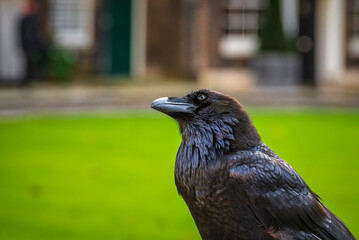 Raven of the Tower of London 
