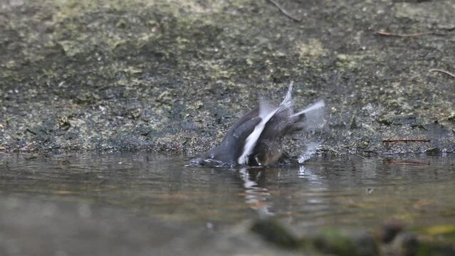Facing to the left while bathing cooling down during the afternoon, Oriental Magpie-robin Copsychus saularis, Thailand.