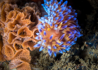Fototapeta na wymiar Gas flame nudibranch (Bonisa nakaza) underwater facing the camera, sea slug covered with yellow cerata with blue tips
