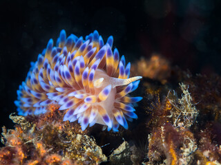 Naklejka na ściany i meble Gas flame nudibranch (Bonisa nakaza) underwater facing the camera, sea slug covered with yellow cerata with blue tips