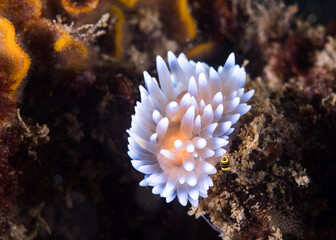Naklejka na ściany i meble Gas flame nudibranch on the reef underwater (Bonisa nakaza) is a light colored sea slug covered with cerata with white tips
