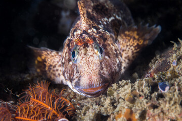 Horned blenny fish on the reef facing the camera underwater