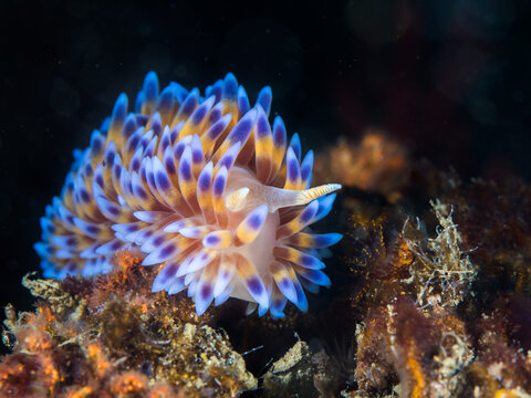 Gas flame nudibranch (Bonisa nakaza) underwater facing the camera, sea slug covered with yellow cerata with blue tips