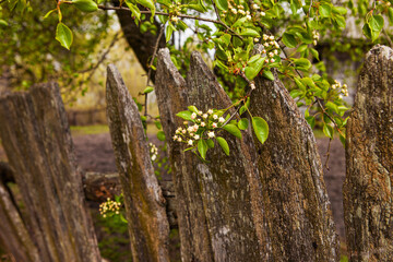 Spring apple blossom near old house