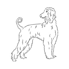 Afghan Hound. Black and white graphic drawing of a dog.