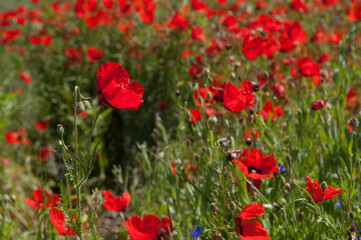 Spring, Field of poppy flowers against the blue sky with clouds. The concept of freshness of morning nature. Spring landscape of wildflowers. Beautiful landscape long banner.