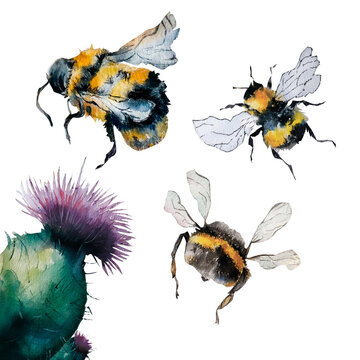 Honey bees and thistle watercolor illustration isolated