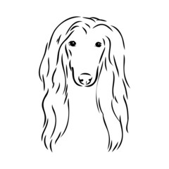 Afghan Hound. Black and white graphic drawing of a dog.